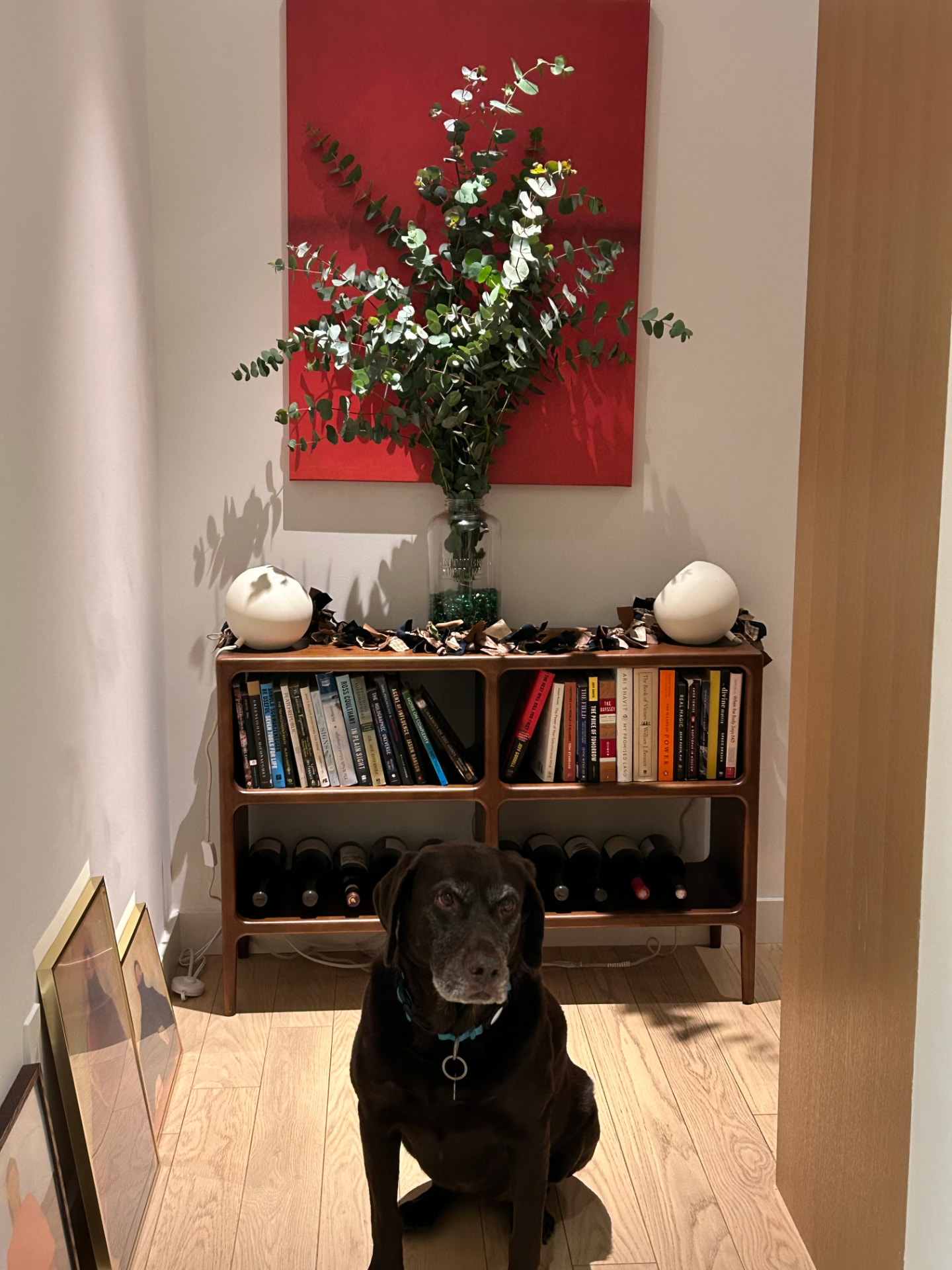 Charlie, a chocolate Labrador, sitting in front of a bookshelf at home